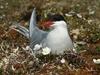 Arctic Tern (Sterna paradisaea)