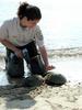 American Horseshoe Crab (Limulus polyphemus)