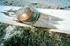 American Horseshoe Crab (Limulus polyphemus)