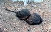 American Horseshoe Crab (Limulus polyphemus)