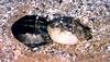 American Horseshoe Crab (Limulus polyphemus)