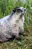 Marmot (Marmota sp.)