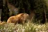 Marmot (Marmota sp.)