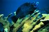 Midnight Parrotfish (Scarus coelestinus)