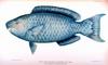 Blue Parrotfish (Scarus coeruleus)