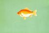 Goldfish (Carassius auratus auratus)