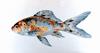 Goldfish (Carassius auratus auratus)