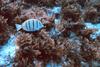 Convict Surgeonfish / Convict Tang (Acanthurus triostegus sandvicensis)