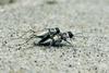 Northeastern Beach Tiger Beetle pair in mating (Cicindela dorsalis dorsalis)