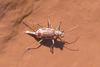 Salt Creek Tiger Beetle (Cicindela nevadica lincolniana)