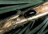 Common Pine Shoot Beetle (Tomicus piniperda)