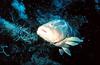 Nassau Grouper (Epinephelus itajara)