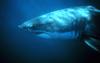 Great White Shark (Carcharodon carcharias)