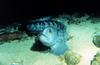 Wolf-eel (Anarrhichthys ocellatus)