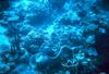 Snake Eel (Ophichthidae)