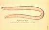 Atlantic Hagfish (Myxine glutinosa)