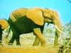 Elephants