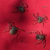 Nest of spiders