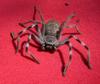 spider 2