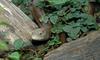 European glass lizard (Ophisaurus apodus)