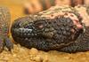 Gila Monster (Heloderma suspectum)