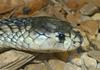 Snouted Cobra (Naja annulifera)