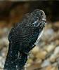 Timber Rattlesnake (Crotalus horridus)