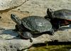 Turtles (Trachemys scripta spp.)