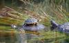 Turtles (Trachemys scripta spp.)