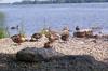The ducks!
