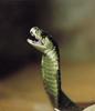 Animal Pictures