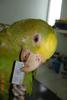 double head amazon 3 months old.