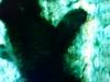 black bear