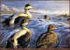 TXscan 14 Adam Grimm-Alaska Duck.jpg
