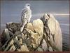 TXscan 15 Robert Bateman-Evening Light.jpg