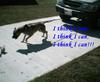dogs