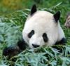 Giant Panda (Ailuropoda melanoleuca)