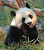 Giant Panda (Ailuropoda melanoleuca)