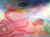 Sea Animals