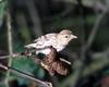 [Crop] Pine Siskin (Carduelis pinus)