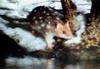 Eastern Quoll (Dasyurus viverrinus)