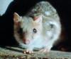 Eastern Quoll (Dasyurus viverrinus)