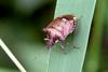 Shieldbug (species unknown)