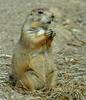 Black-tailed Prairie Dog (Cynomys ludovicianus)