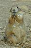 Black-tailed Prairie Dog (Cynomys ludovicianus)