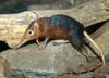 Giant Elephant Shrew (Rhynchocyon petersi)