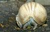 La Plata Three-banded Armadillo (Tolypeutes matacus)