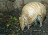 La Plata Three-banded Armadillo (Tolypeutes matacus)