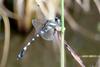 Onychogomphus ringens (Dragonfly)