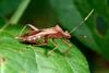 Riptortus clavatus (Bean Bug)